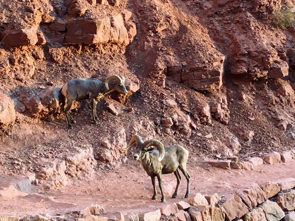 Grand Canyon, AZ